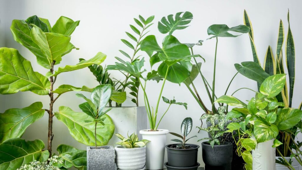 Houseplants in pots