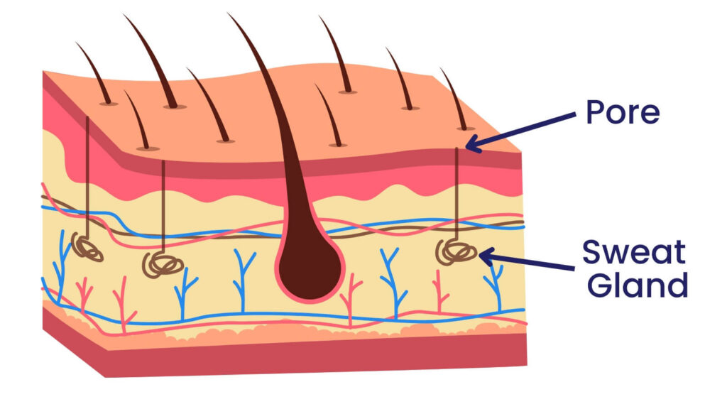 Diagram of the skin with pores and sweat glands